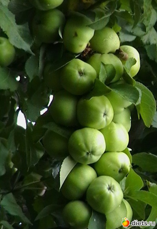 �������� �������������, ������: ��� � ������