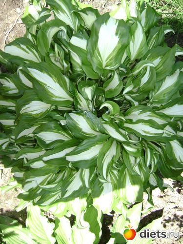 18 ����: ��� ����,�����������.