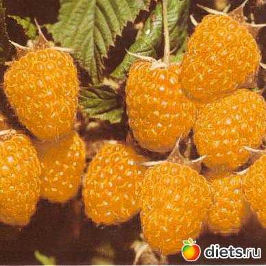 ������ �����������