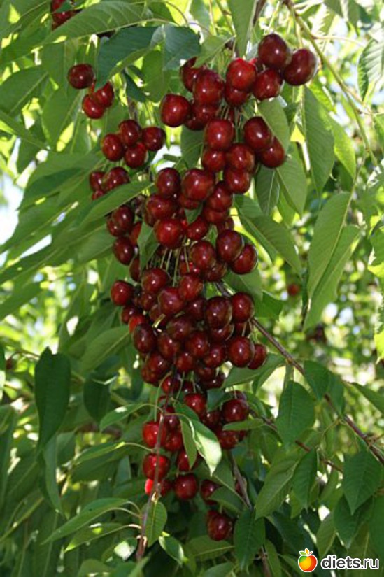 ������� ��������, ������: ��� � ������