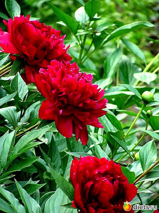 46 ����: ��� � ������