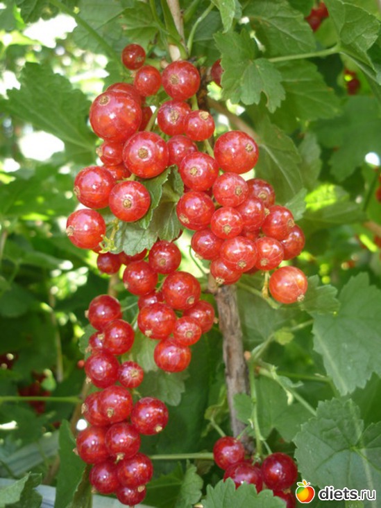 ������� ��������� ������, ������: ��� � ������