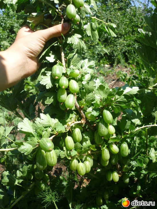 ��������� ��������� �������, ������: ��� � ������