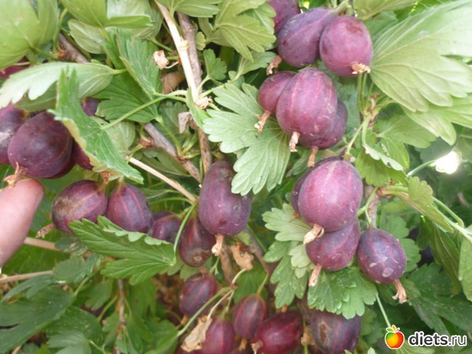 ��������� �����, ������: ��� � ������