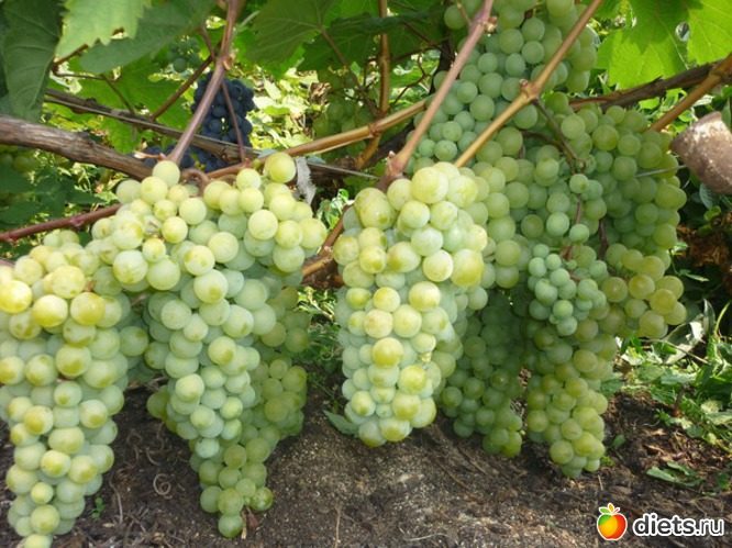 �������� ������� ���������, ������: ��� � ������