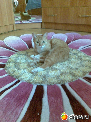 Пчелка, альбом: Мои любимые девочки