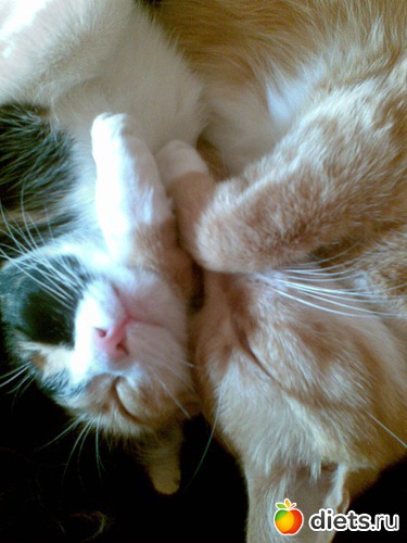 Марго и Масяня, альбом: Мои любимые девочки