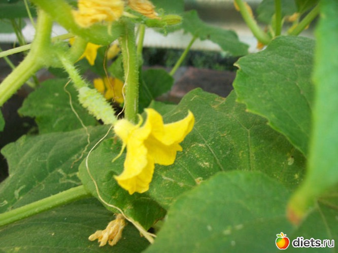 1 ����: ������ ����������