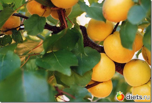 ������ ����������