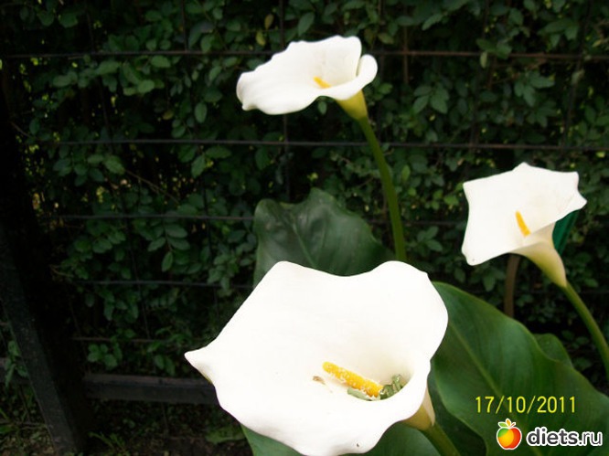 4 ����: ������ ����������