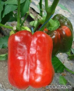 ������ ����������