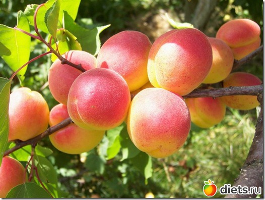 ������ ����������