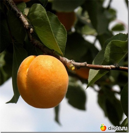 15 ����: ������ ����������