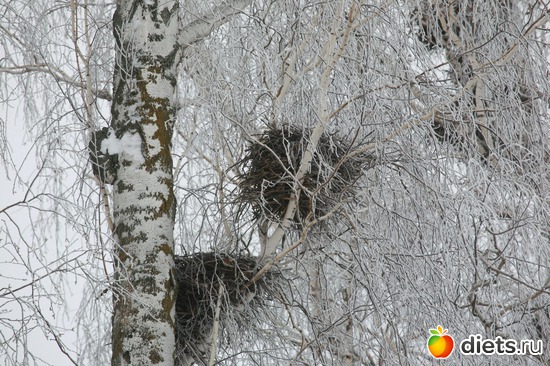 Птичьи гнезда, альбом: 02-01-12