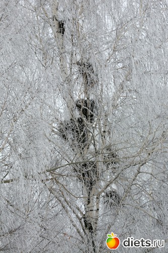 Еще гнезда, альбом: 02-01-12