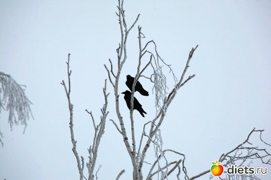 Пташки, альбом: 02-01-12