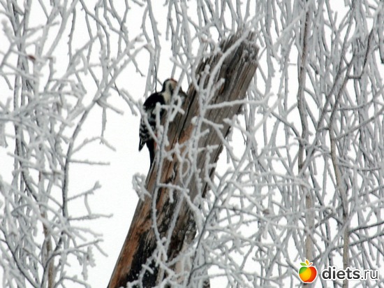 Дятел, альбом: 02-01-12