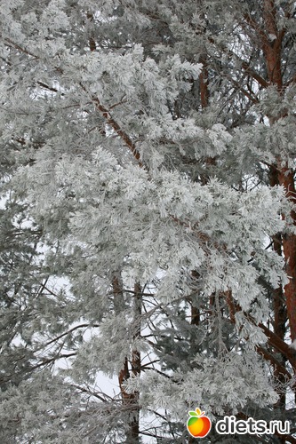 Зимние пушистики, альбом: 02-01-12