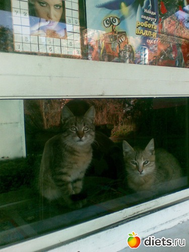 2 фото: Мои лбимые животные