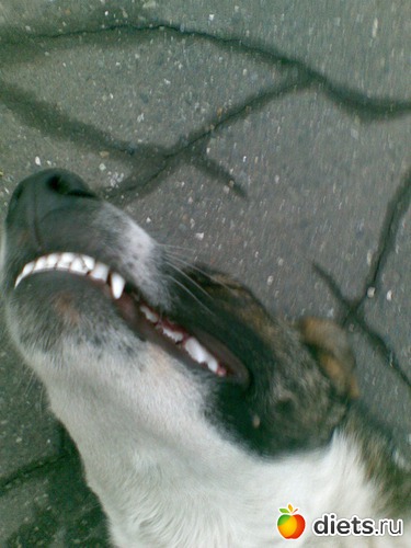 Улыбочка Бельчика, альбом: Мои лбимые животные