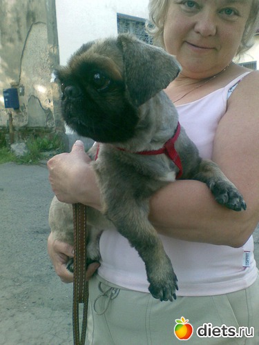 Чарли после стрижки, альбом: Мои лбимые животные