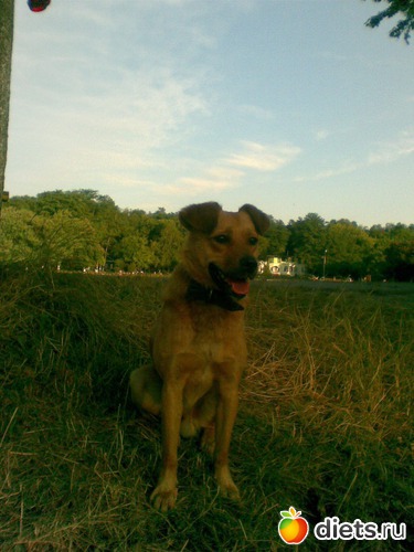 Рыжий, альбом: Мои лбимые животные