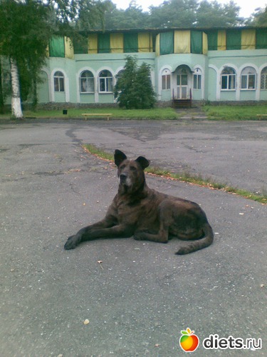 Лорд, альбом: Мои лбимые животные