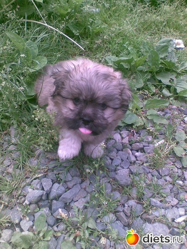 Баксик, альбом: Мои лбимые животные