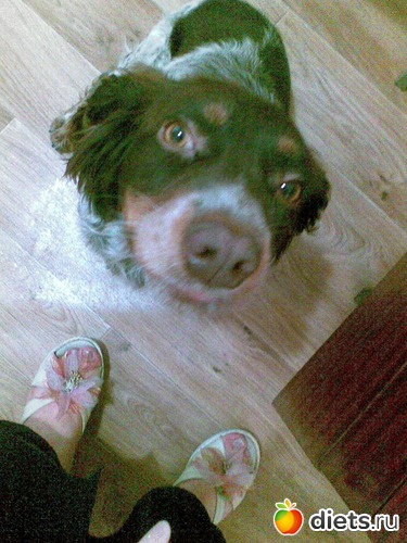 Джек, альбом: Мои лбимые животные