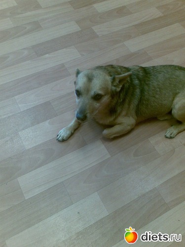 Рик, альбом: Мои лбимые животные