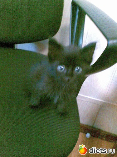 Бесенок, альбом: Мои лбимые животные