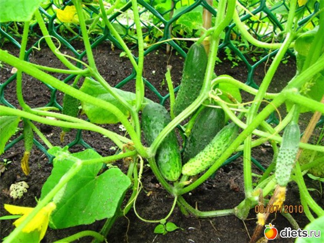 10 ����: ������ ����������