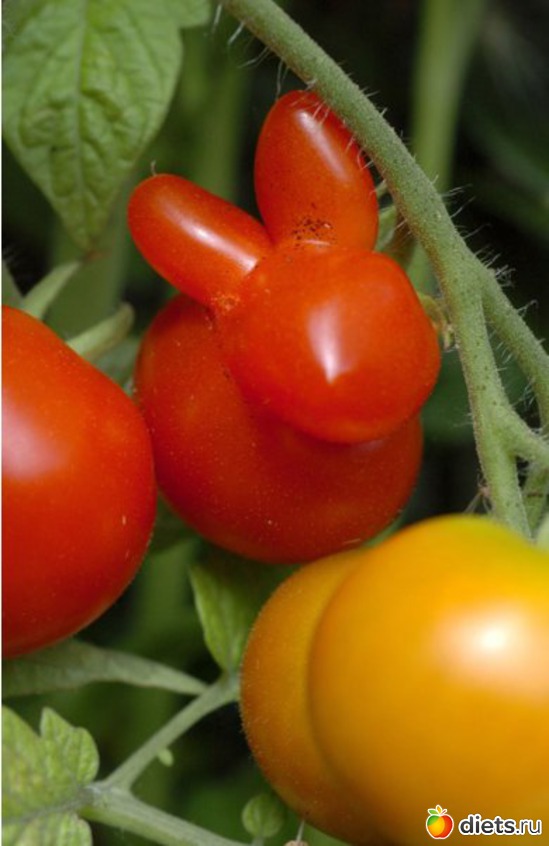 ��������� ������, ������: ������������ �����