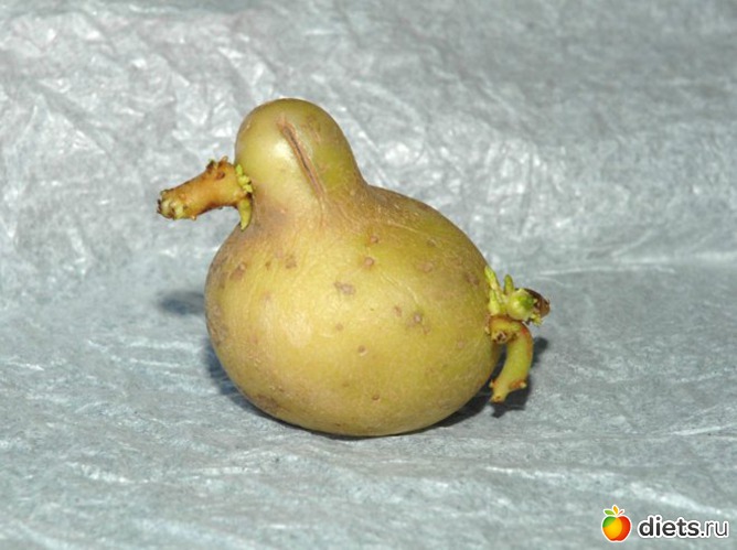 ������� ����, ������: ������������ �����