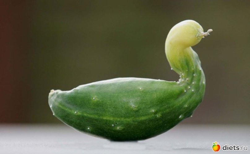 ������, ������: ������������ �����