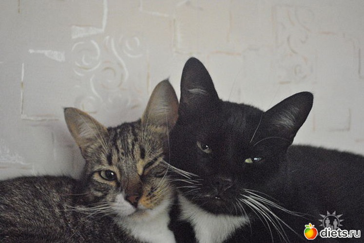 1 ����: ��� ����)))