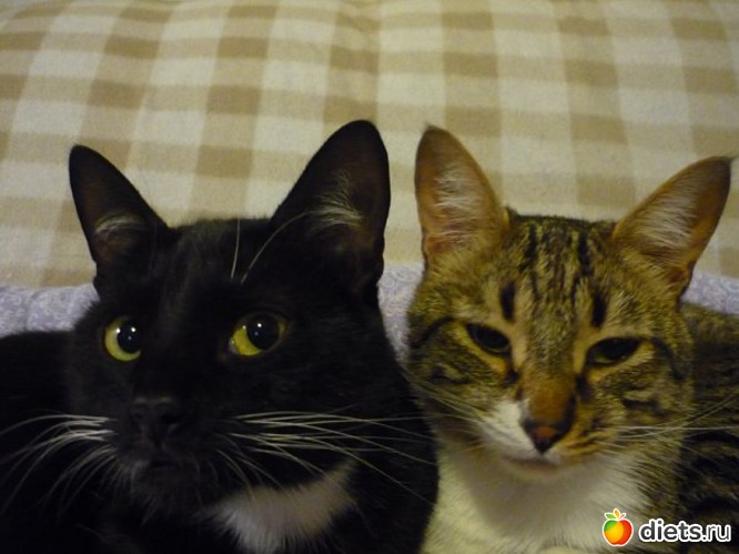 2 ����: ��� ����)))