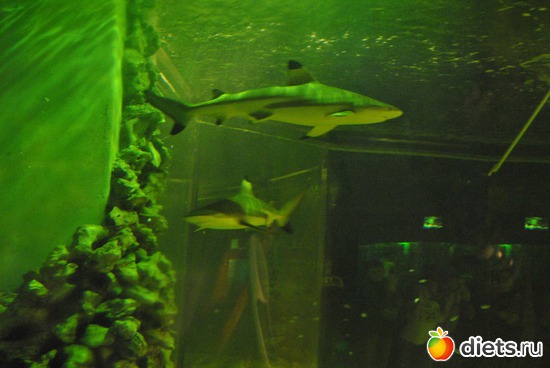 �����., ������: ������������� ����������. 11.01.2012