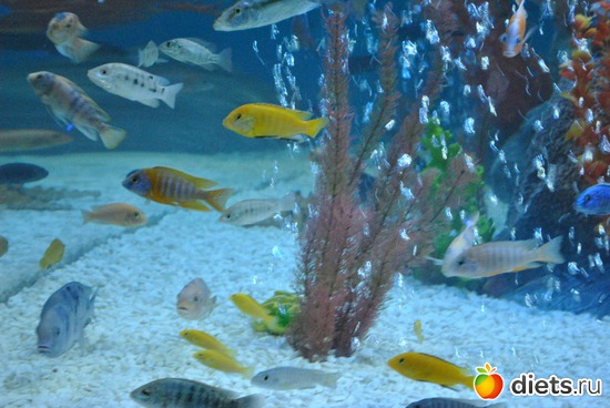 �������� �����., ������: ������������� ����������. 11.01.2012