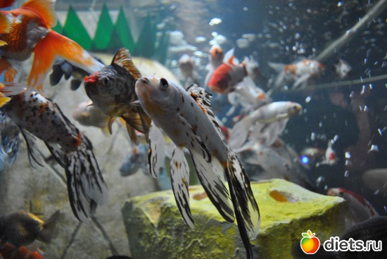 ��������� �����..., ������: ������������� ����������. 11.01.2012