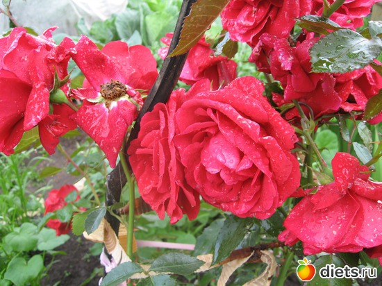 1 ����: ����������� � �� ������ ������ ����)