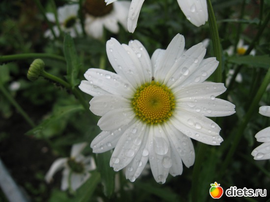 3 ����: ����������� � �� ������ ������ ����)