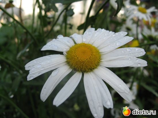 4 ����: ����������� � �� ������ ������ ����)