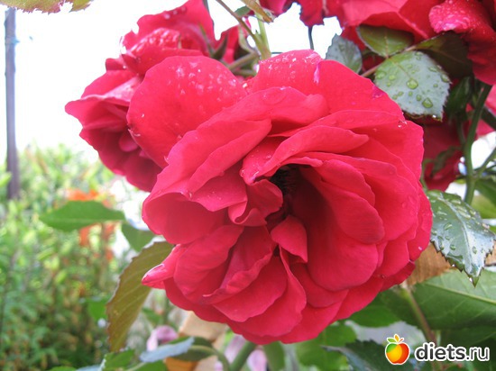 7 ����: ����������� � �� ������ ������ ����)