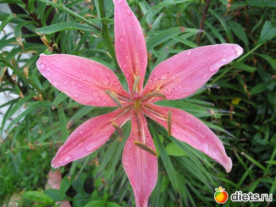 8 ����: ����������� � �� ������ ������ ����)