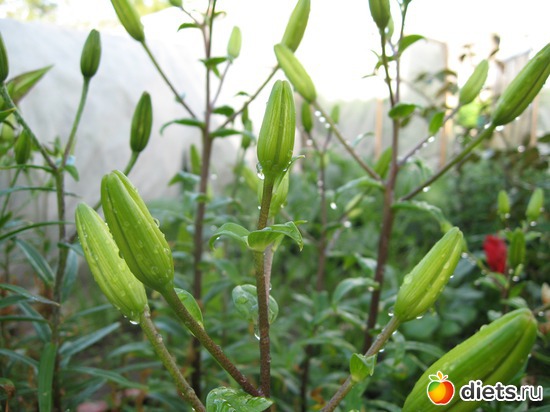 9 ����: ����������� � �� ������ ������ ����)