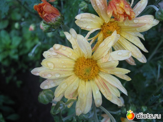 10 фото: Макросъемка и не только снятая мной)