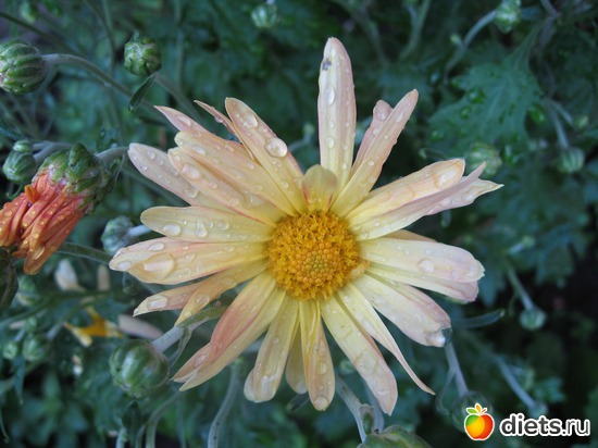 11 ����: ����������� � �� ������ ������ ����)