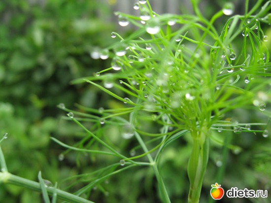 17 ����: ����������� � �� ������ ������ ����)