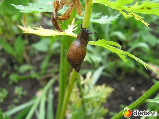 21 ����: ����������� � �� ������ ������ ����)